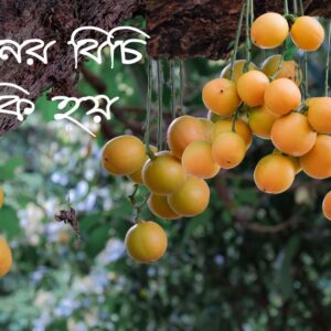 লটকনের উপকারিতা