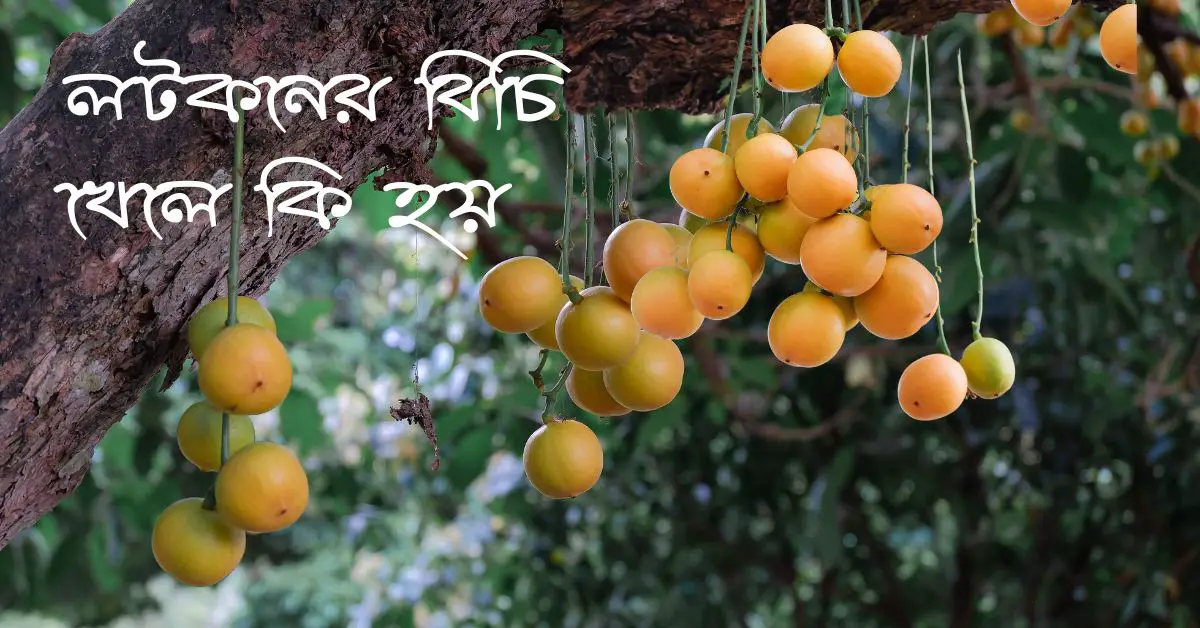 লটকনের উপকারিতা